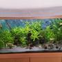 40 gallons planted tank (mostly live plants and fish) - Juwel Rio 180