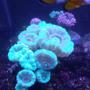 corals inverts stocking in 10 gallons tank - Candy canes