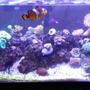 fish tank picture - 10 gallon nano reef tank, 3 months old.