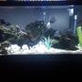 75 gallons freshwater fish tank (mostly fish and non-living decorations) - 75 gal cichlid tank.