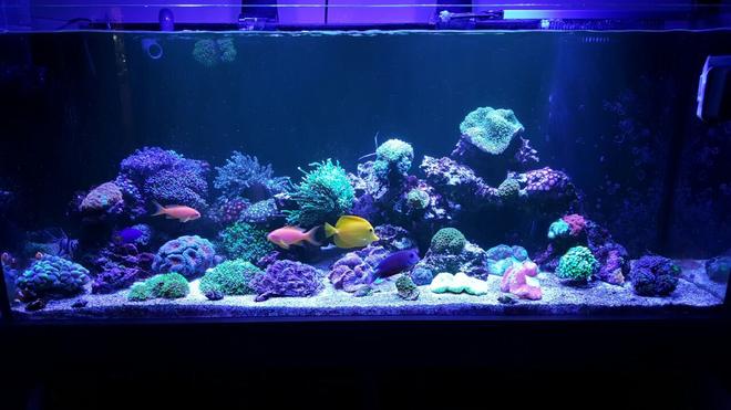 90 gallons reef tank (mostly live coral and fish) - .