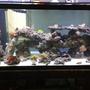 75 gallons reef tank (mostly live coral and fish) - 75 with one hawk