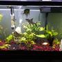 75 gallons planted tank (mostly live plants and fish) - 55 Gallon Semi Aggressive