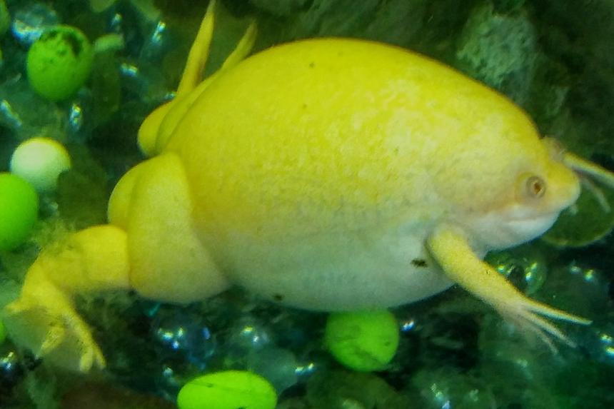 Rated #1: Corals Inverts Stocking In 35 Gallons Tank - Albino frog; African crawled frog (I think)