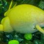 corals inverts stocking in 35 gallons tank - Albino frog; African crawled frog (I think)