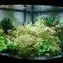 92 gallons planted tank (mostly live plants and fish) - my overgrown jungle