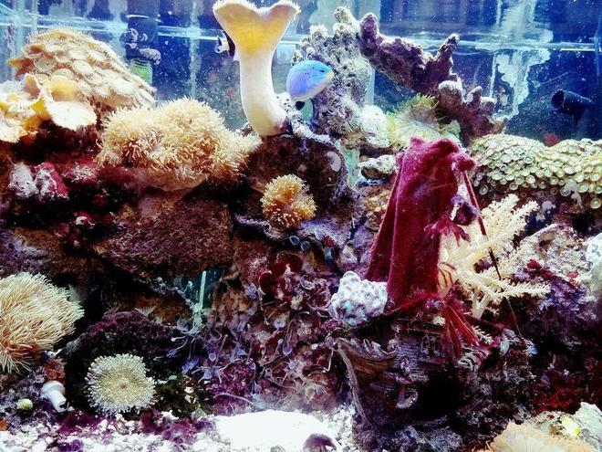 freshwater fish tank (mostly fish and non-living decorations) - 1111 a