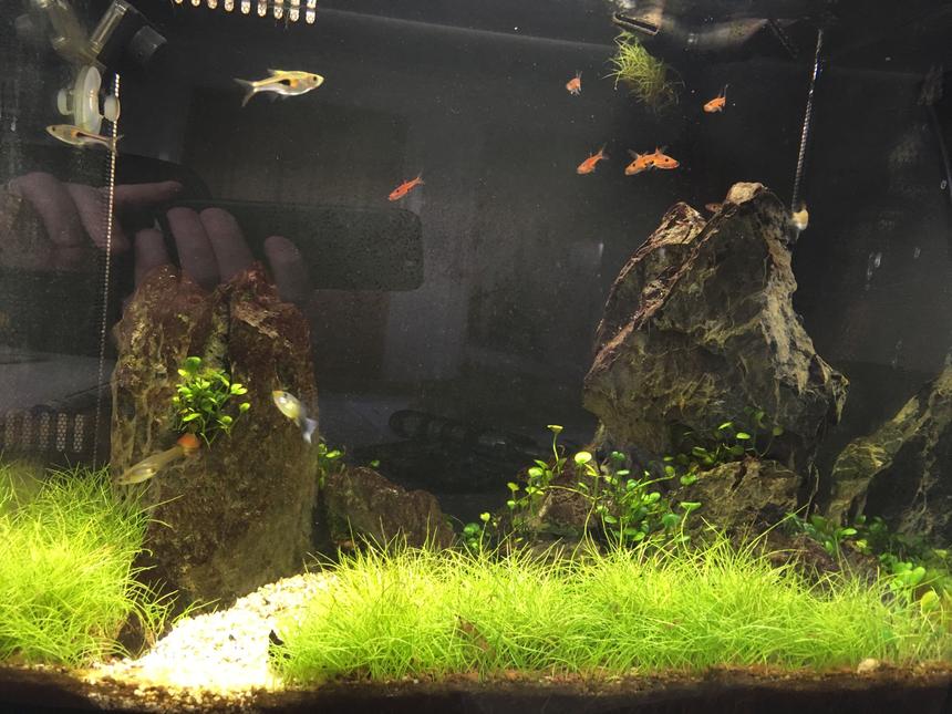 Rated #21: 34 Gallons Planted Tank - Fluval Flex 34L nano tank. Curved from means I cannot get a picture without a reflection in it.