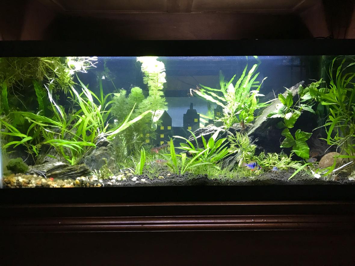 20 gallons planted tank (mostly live plants and fish) - 20 Long "Fish City"