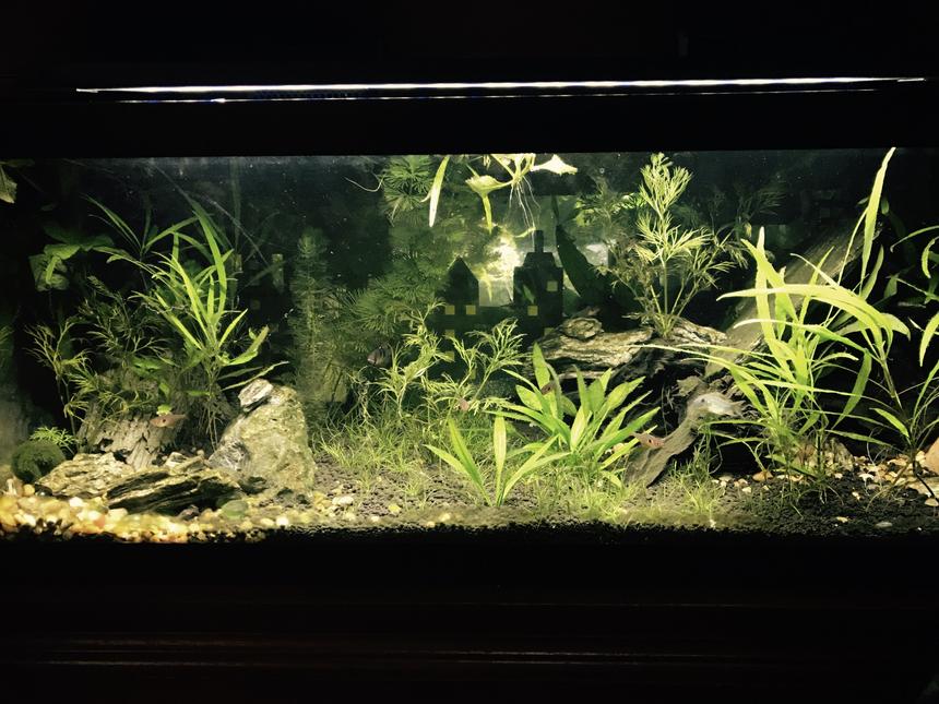 Rated #690: 20 Gallons Planted Tank - Different lighting