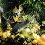 fish tank picture - Cory cats with German Blue Ram