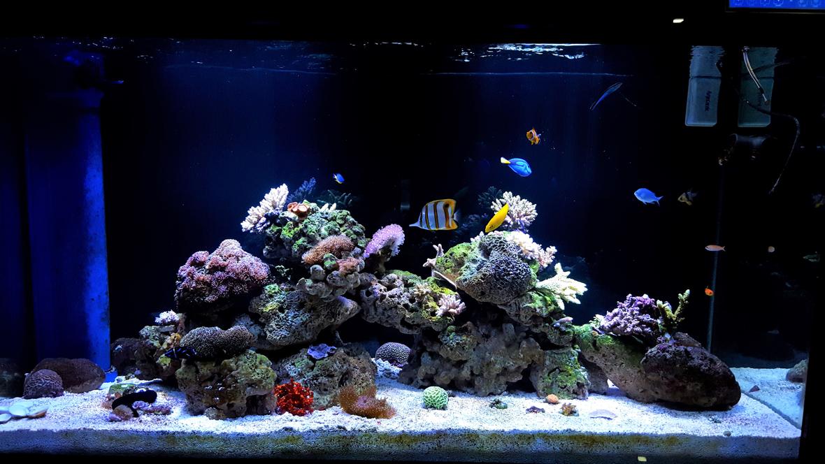 150 gallons reef tank (mostly live coral and fish) - My Tank 150G
