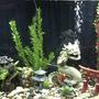 55 gallons freshwater fish tank (mostly fish and non-living decorations) - Almost a full view of my fresh water tank.