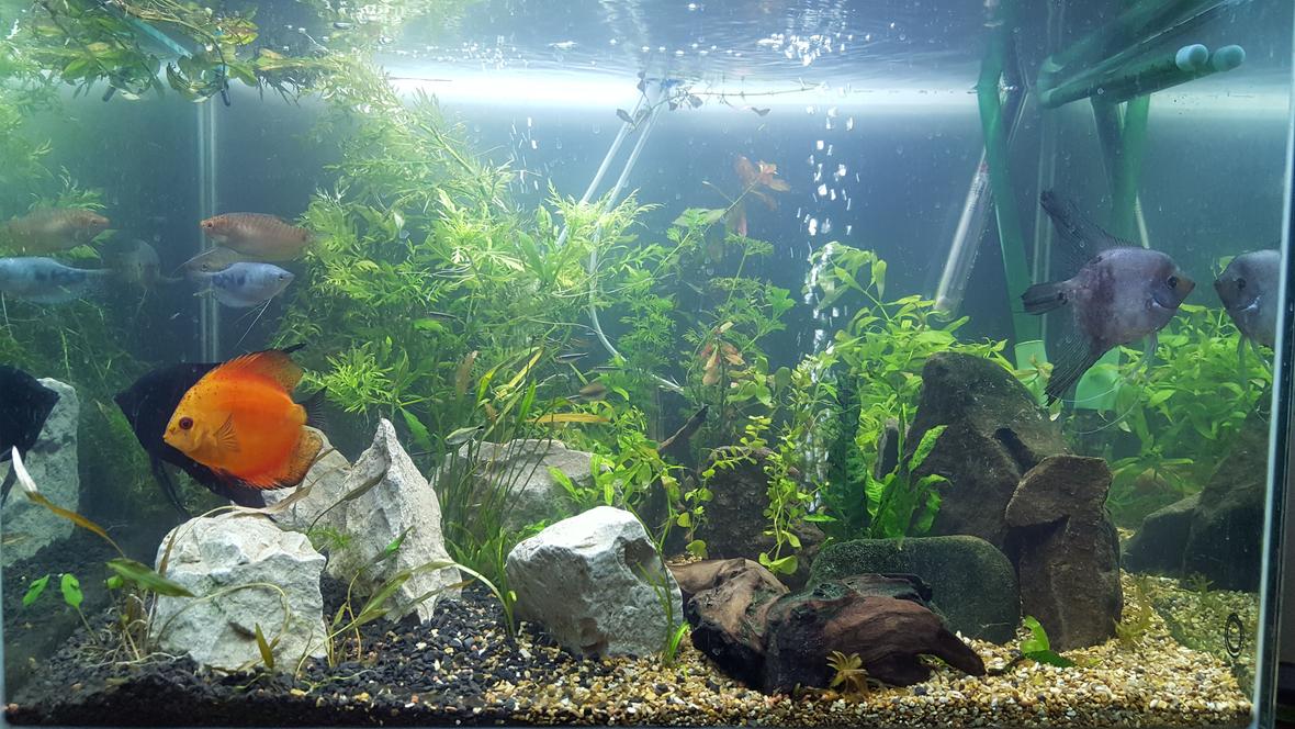54 gallons planted tank (mostly live plants and fish) - First pic, just got it set up after a 100 mile transport, down and up in a day with fish back in their home