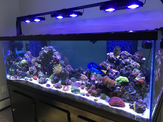 180 gallons reef tank (mostly live coral and fish) - My 180 gallon reef tank!