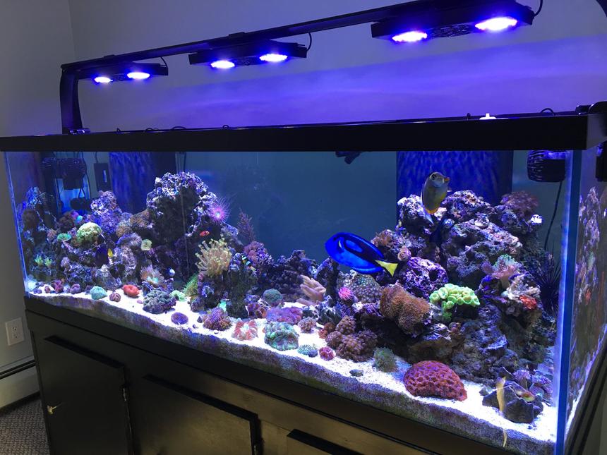 Rated #5: 180 Gallons Reef Tank - My 180 gallon reef tank!