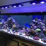 180 gallons reef tank (mostly live coral and fish) - My 180 gallon reef tank!