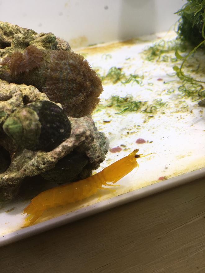 corals inverts stocking in 180 gallons tank - Herbie my Mantis Shrimp!