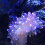 corals inverts stocking in 180 gallons tank - Anenome