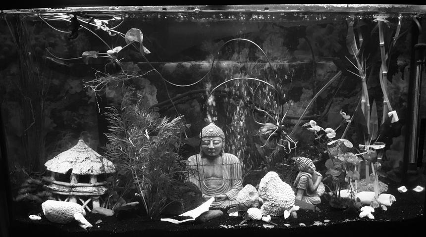 Rated #71: 55 Gallons Freshwater Fish Tank - Just starting!