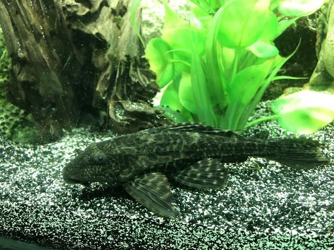 freshwater fish stocking in 60 gallons tank - Hypostomus Plecostomus