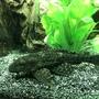 freshwater fish stocking in 60 gallons tank - Hypostomus Plecostomus