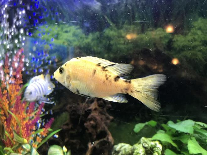 freshwater fish stocking in 60 gallons tank - Malawi OV Peacock