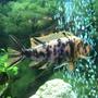 freshwater fish stocking in 60 gallons tank - Orange Blossom