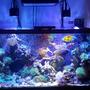 90 gallons reef tank (mostly live coral and fish) - My favorite