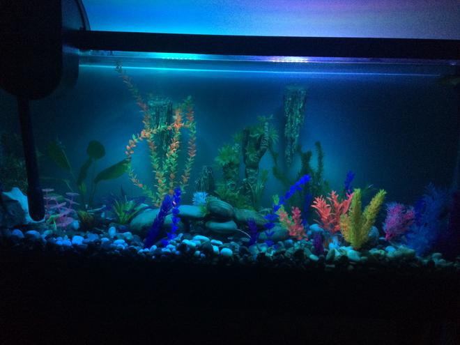 55 gallons freshwater fish tank (mostly fish and non-living decorations) - 55 gallon fresh water tank