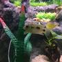 freshwater fish stocking in 75 gallons tank - African Butterfly Cichlid