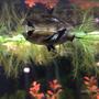 fish tank picture - African Butterfly Fish