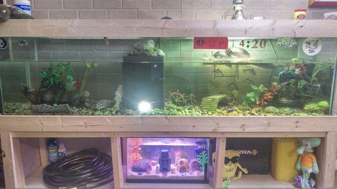 100 gallons freshwater fish tank (mostly fish and non-living decorations) - Have had my turtles for about 10 years now and have just recently begun to care for their tank as an artificial ecosystem rather than a cage for turtles. With a easy to service filter with massive 500 gal filtration capacity; plecostamous and snails to deal with algea load; and guppies and tetra to keep myself and the turtles entertained  ; as well as fresh parsley growing out of top of filter to provide fresh green and suck some nitrogen out of the water as it filters back into tank I am very happy with this set up. In addition I have just set up bikini bottom (tank down below) to breed guppies, tetra and snails, so I can raise up fry and snails to a survivable level to add back into turtle tank and keep it bumpin!