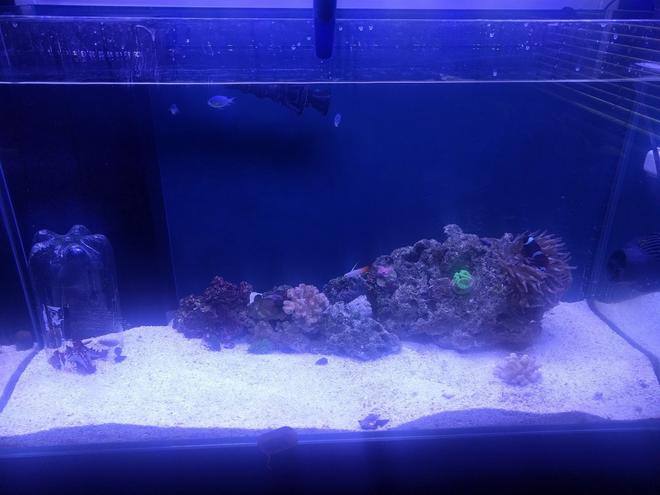 65 gallons saltwater fish tank (mostly fish, little/no live coral) - k