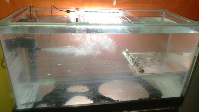 79 gallons freshwater fish tank (mostly fish and non-living decorations) - New Tank  filling up