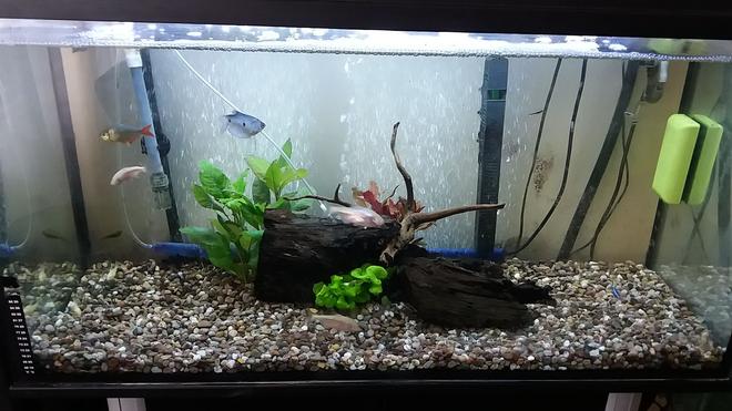 freshwater fish stocking in 20 gallons tank - Rate my tank!