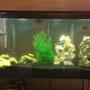 6 gallons freshwater fish tank (mostly fish and non-living decorations) - Normal activity in a mostly male African tank