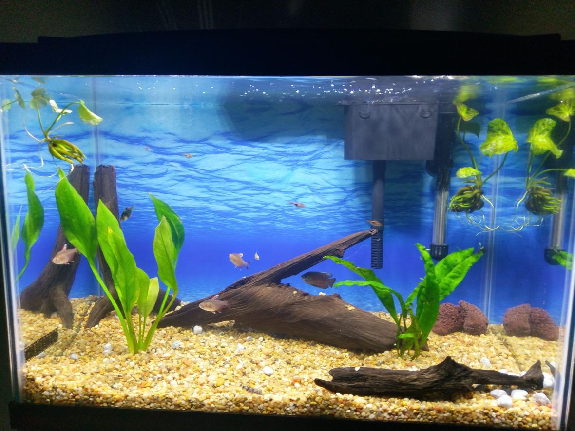20 gallons planted tank (mostly live plants and fish) - Driftwood, live plants and 3 white tipped rosy tetras, 2 green 1 albino together barbs, 4 harlequin rasboras, yoyo loach, dwarf gourami, 2 ghost shrimp.