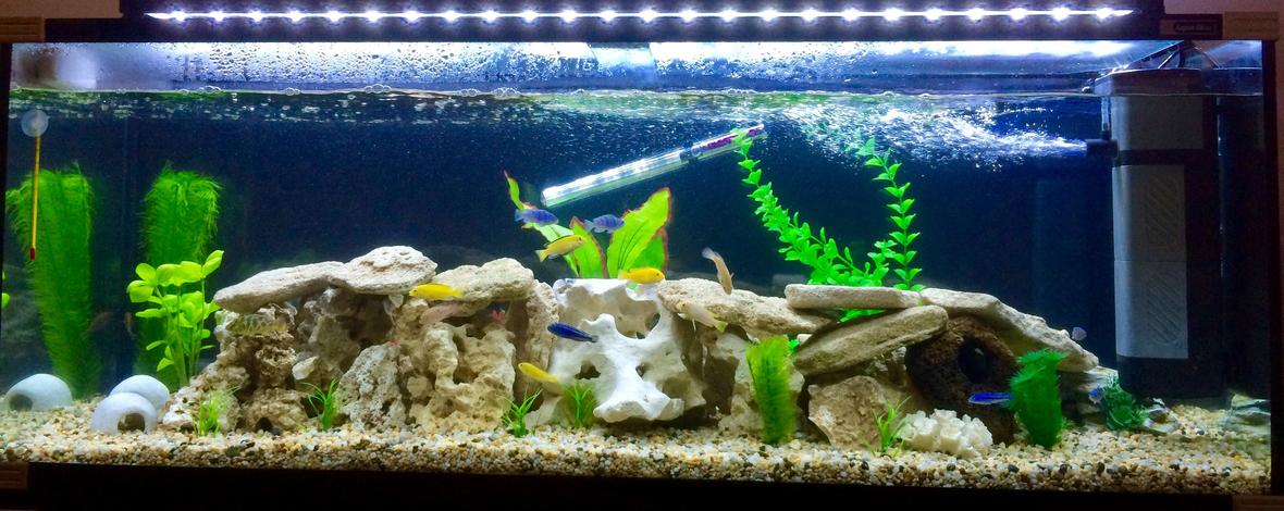 50 gallons freshwater fish tank (mostly fish and non-living decorations) - Cichlids