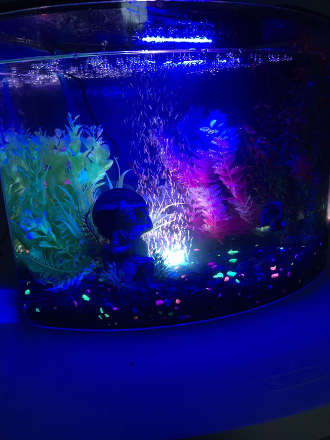 5 gallons freshwater fish tank (mostly fish and non-living decorations) - My tank