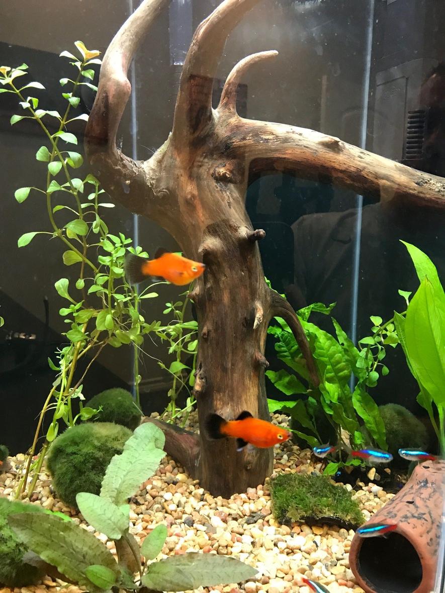 Rated #31: 20 Gallons Planted Tank - 20 gallon hex tall tank, freshwater, with fish and live plants, drift wood center piece