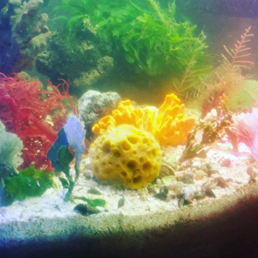 Rated #7: 40 Gallons Saltwater Fish Tank - Just my 40 gallon breeder tank macroalgae and sponges