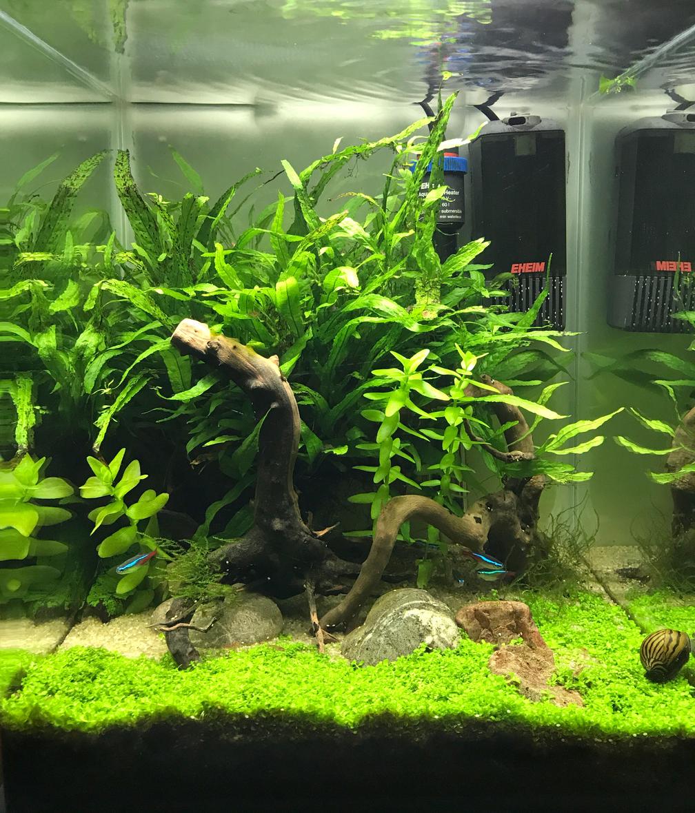 10 gallons planted tank (mostly live plants and fish) - Tank after 6 months, Monte Carlo has taken well.