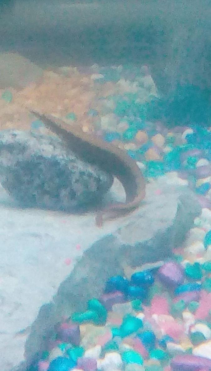 Rated #17: Freshwater Fish Stocking In 30 Gallons Tank - This is Michael Bubble-ay (get it), he is a young peacock eel and he acts like he owns the tank, hes not known for messing around much, one could even say hes the r-eel d-eel.