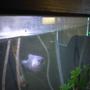 freshwater fish stocking in 35 gallons tank - Blue gourami named spot what is wrong with it not sure what's going on here it's been like this for 2weeks so far