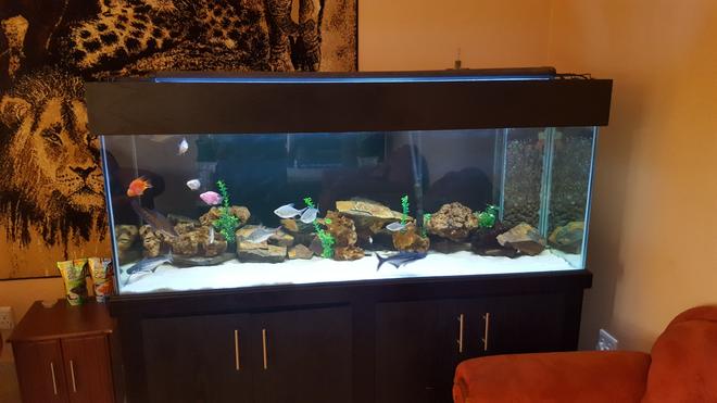 180 gallons freshwater fish tank (mostly fish and non-living decorations) - 180g freshwater display tank
