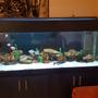 180 gallons freshwater fish tank (mostly fish and non-living decorations) - 180g freshwater display tank