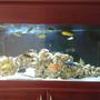60 gallons freshwater fish tank (mostly fish and non-living decorations) - Mixed African Cichlids aquarium. Ocean rock and shells for decorations with white sand and a black background. 2x Fluval 306 filters + x2 wave makers and 2x heaters. 20 fish currently in the aquarium.