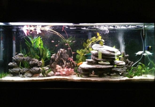 55 gallons planted tank (mostly live plants and fish) - Switched my 55 gallon community tank to a low tech/low light live (mostly) planted tank. All plants are real except tall green ones in the back. Plants include java fern (2 varieties) and moss, anubias (2 varieties), water lily, aponogeton and water onion.