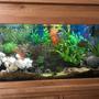 44 gallons freshwater fish tank (mostly fish and non-living decorations) - Front view of 200l Freshwater Tank